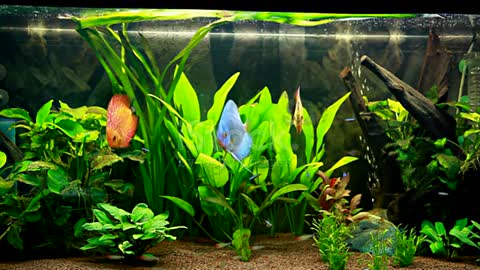 planted Aqua scaping