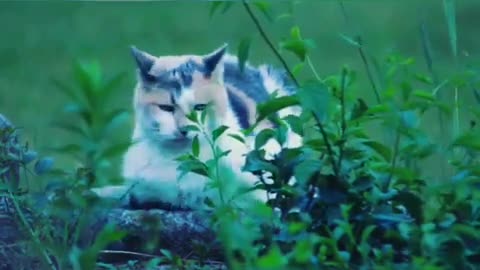 OMG These Cats Are So Cute And Beautiful | Viral Cat