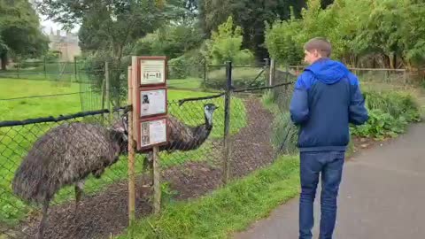 Ostriches birds