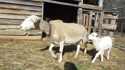 Lamb Born Feb 22, 2022 Part1 First Walk in Sun