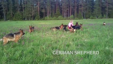 Extreme Trained & Disciplined German Shepherd Dogs