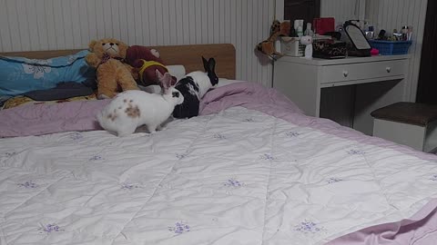 Rabbits playing on the bed