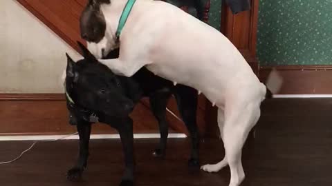 Hilarious playtime between dogs