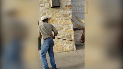 He took a huge bovine to confirm that they allowed animals to enter the shop.