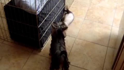 Ferret and Yorkie playing tag