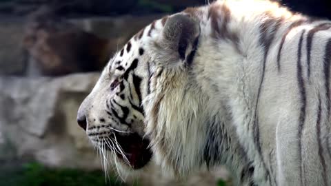 White tiger in the zoo