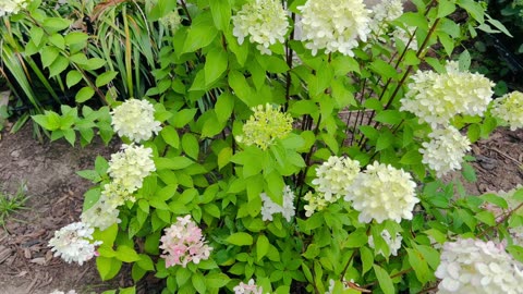 Hydrangeas in bloom