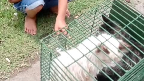 Obedient Cat Actually Enjoys Taking A Bath Part 1