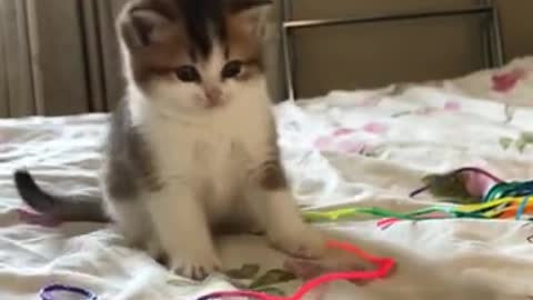 Entertaining Cat Baby Cat Cute Cats Videos