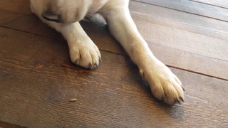 Labrador VS Grasshopper