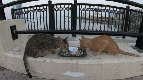 MICHAEL JACKSON & ED SHEERAN - Homeless cats in Ras Al Khaimah, UAE #cat #EdSheeran #MichaelJackson