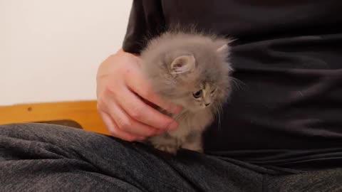 The kitten that meows so much that the battery ran out was too cute.