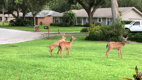 Momma Deer Disciplines Naughty Fawn