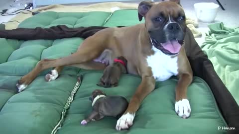 See How a Dog is Giving Birth Fascinating Nature While Standing!!