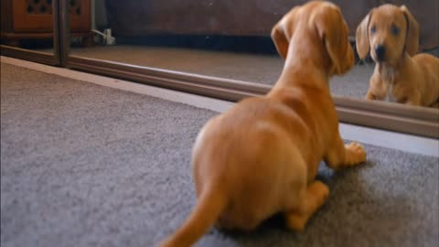 Dog fighting with his reflection in mirror