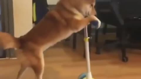 When puppies learn to use various toys