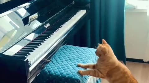 Kitty Play Piano