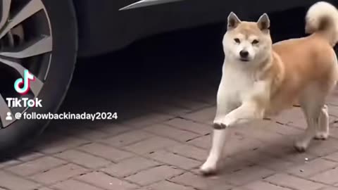 Funny happy dance dog