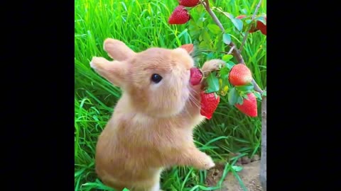 Funny cute Rabbit Eating ,# funny Rabbit,# Cute Rabbit.