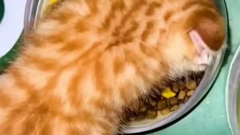 Baby-cats cute - funny cate video