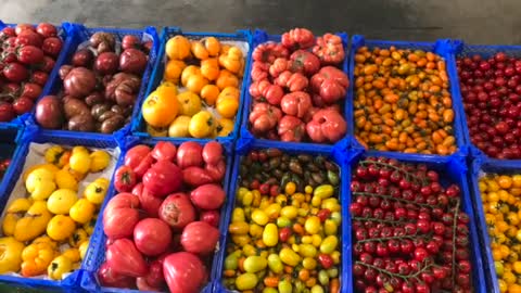 How to grow tomatoes from seeds at home. 10 Tips on how to grow loads of tasty tomatoes 🍅