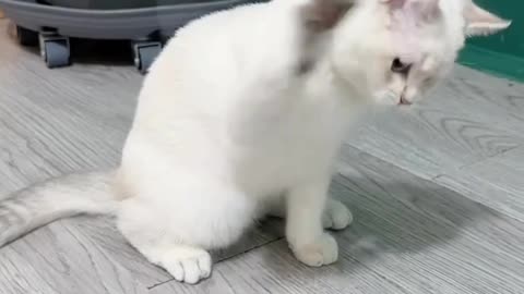 Funny cat videos