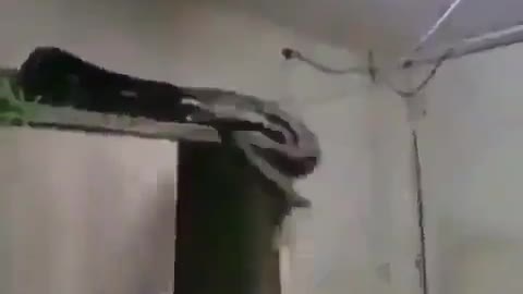 giant snake attacks man