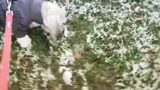 Dog barks at a small snowman on grass field