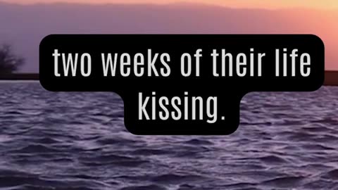 Amazing Kissing Fact