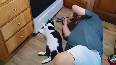 Funny and Cute Cats and Owner Moments 2024😅😅