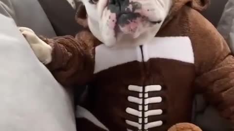 Bulldog casually sits and dresses like human