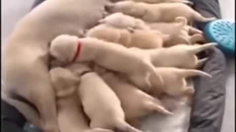 Funniest & Cutest Labrador Puppies