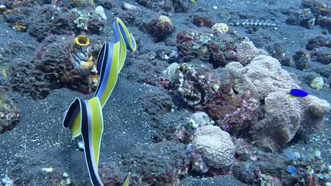 The Ribbon Eel With Its Vibrant Colors And Graceful Movements Resembles The Rhythmic Gymnastics Ribbon In The Olympic Games