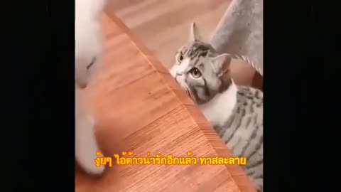 Adorable cat family and kittens scene