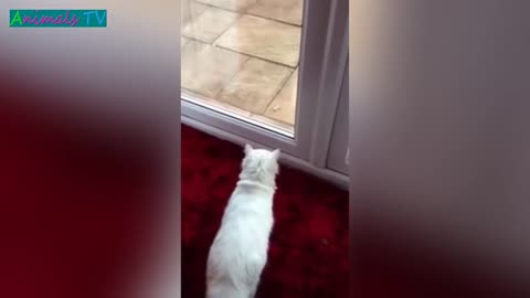 MOST Crazy & Funny Cats Fails Compilation, Try Not To Laugh Cats