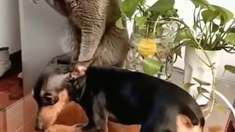 SOO FUNNY - FIGHTING - CAT VS DOG - #cat #dog #pet #shorts