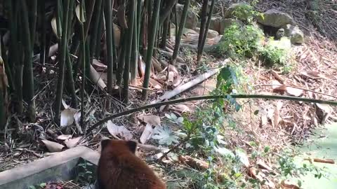 Red panda's Walk