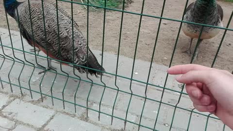 peacock in a cage