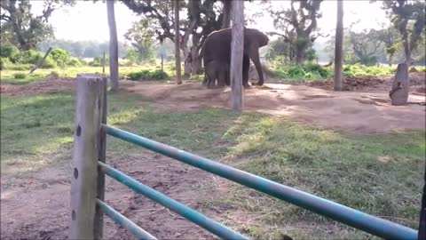 Baby Elephants