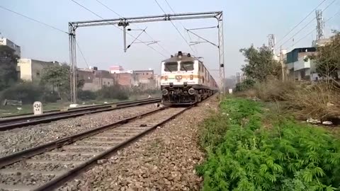 Dog Running Infornt of Train