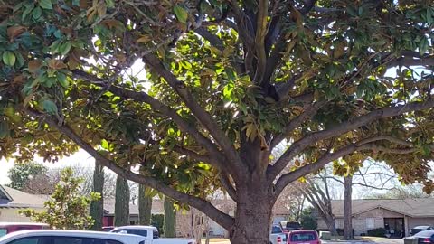 Boots and the tree