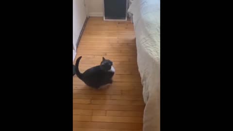 Cat dances best movement l best video l historical video