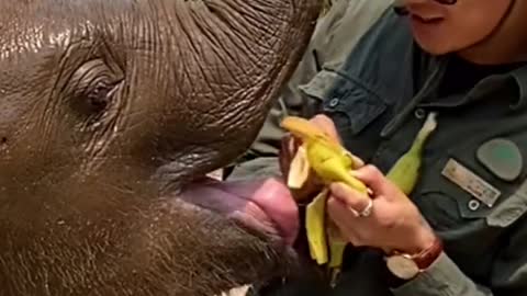 Baby elephant snatch a banana breeder