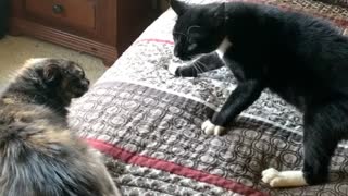 Cats Have Cross Conversation on Comforter