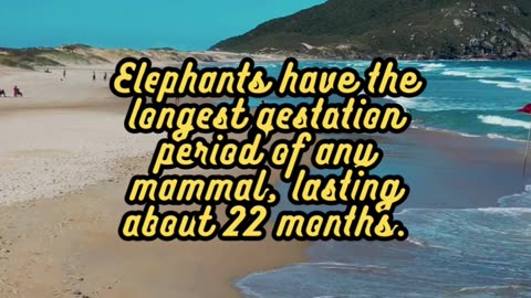 Animal Facts. Elephants #shorts