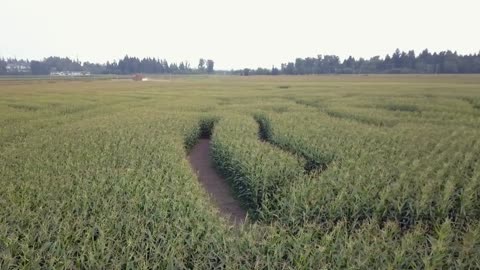 Giants in the Corn Field