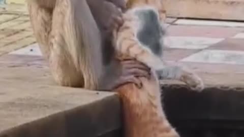 monkey_ _cat_funny_video_ _Two_monkeys doing_a strange_thing