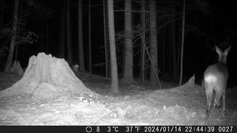 More Swiss deer - Noch mehr Rehe in der Schweiz