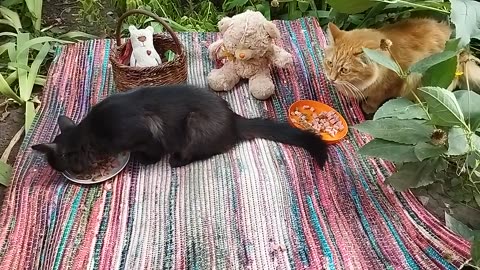 🐱Beautiful kitten and cat eating in nature