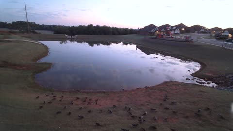 Ducks come to visit